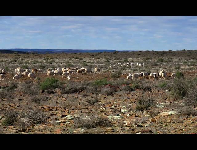5,850HA FARM FOR SALE IN CALVINIA RURAL